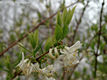 Lonicera fragrantissima Lindl. et Paxton - Illatos lonc