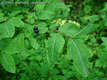 Lonicera nigra L. - Fekete lonc