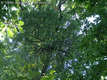 Loranthus europaeus  Jacq. - Sárgafagyöngy