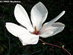Magnolia X soulangeana Soulange-Bodin - Liliomfa