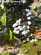 Mahonia aquifolium (Pursh) Nutt. - Mahonia