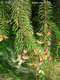 Picea abies (L.) Karsten - Lúcfenyő