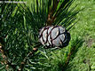Pinus cembra L. - Cirbolyafenyő