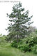 Pinus nigra Arnold - Fekete fenyő