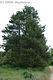 Pinus nigra Arnold - Fekete fenyő