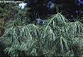 Pinus strobus L. - Simafenyő