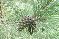 Pinus sylvestris L. - Erdei fenyő