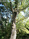 Populus nigra L. - Fekete nyár