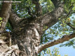 Populus nigra L. - Fekete nyár
