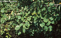 Populus tremula L. - Rezgő nyár