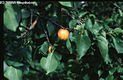 Prunus armeniaca L. - Kajszibarack