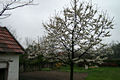Prunus avium L. - Cseresznye
