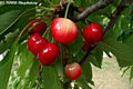 Prunus avium L. - Cseresznye
