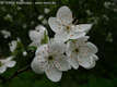Prunus cerasifera Ehrh. - Cseresznyeszilva
