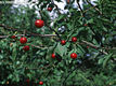 Prunus cerasus L. - Meggy