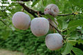 Prunus domestica L. - Szilva