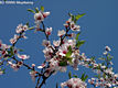 Prunus dulcis (Mill) D. A. Webb - Mandula
