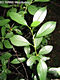 Prunus fruticosa (Pall.) Woronow - Csepleszmeggy