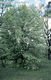 Prunus padus L. - Májusfa