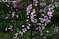 Prunus persica (L.) Batsch - Őszibarack