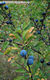 Prunus spinosa L. - Kökény