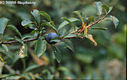 Prunus spinosa L. - Kökény