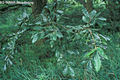 Quercus cerris L. - Csertölgy
