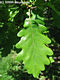 Quercus petraea (Mattuschka) Lieblein - Kocsánytalan tölgy