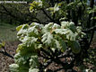 Quercus pubescens Willd. - Molyhos tölgy