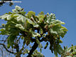 Quercus pubescens Willd. - Molyhos tölgy