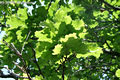 Quercus robur L. - Kocsányos tölgy