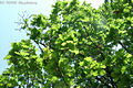 Quercus robur L. - Kocsányos tölgy