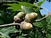 Quercus rubra L. - Vörös tölgy