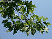 Quercus rubra L. - Vörös tölgy