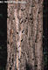 Robinia pseudo-acacia L. - Fehér akác