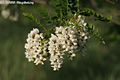 Robinia pseudo-acacia L. - Fehér akác