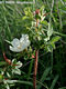 Rosa spinosissima L. - Jajrózsa