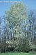 Salix alba L. - Fehér fűz