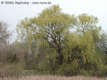 Salix alba L. - Fehér fűz
