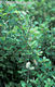 Salix aurita L. - Füles fűz