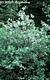 Salix aurita L. - Füles fűz