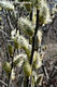 Salix cinerea L. - Rekettyefűz