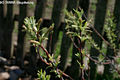 Salix elaeagnos Scop. - Parti fűz