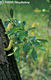 Salix pentandra L. - Babérfűz