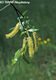 Salix pentandra L. - Babérfűz
