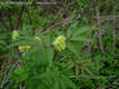 Sambucus racemosa L. - Fürtös bodza