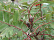 Sorbus aucuparia L. - Madárberkenye