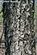Sorbus torminalis (L.) Cr. - Barkócafa