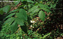 Staphylea pinnata L. - Mogyorós hólyagfa
