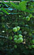 Staphylea pinnata L. - Mogyorós hólyagfa